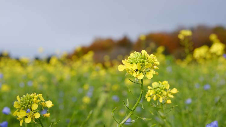 Bachblüten